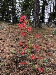 Ipomopsis aggregata aggregata