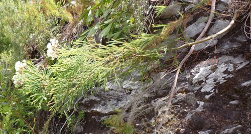 Image of Berzelia intermedia by (c) Nicola van Berkel, some rights reserved (CC BY-SA)