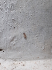 Lepidoptera