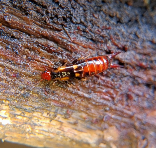 Nesogaster aculeatus observed 2024-12-18