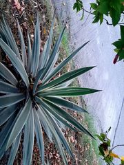 Agave vivipara