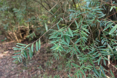Pimelea axiflora