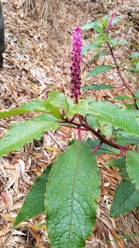 Phytolacca sandwicensis observed 2019-07-22