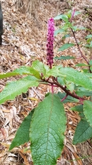 Phytolacca sandwicensis