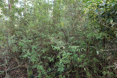 Pimelea axiflora