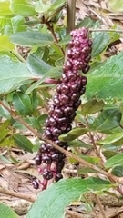 Phytolacca sandwicensis