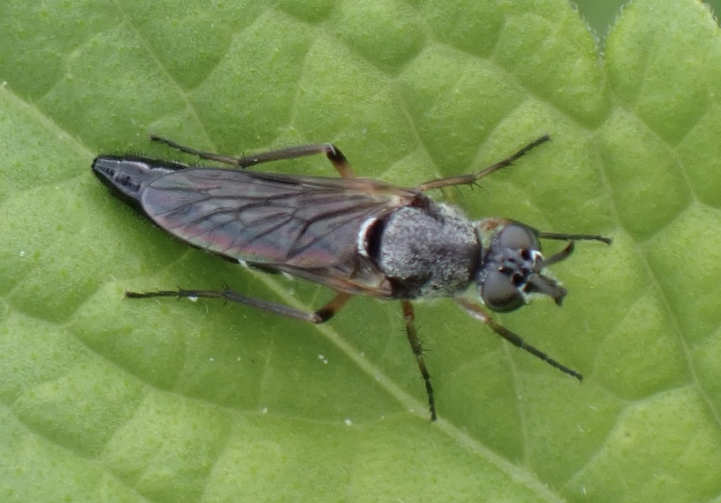 Chromolepida mexicana