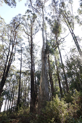 Eucalyptus cypellocarpa