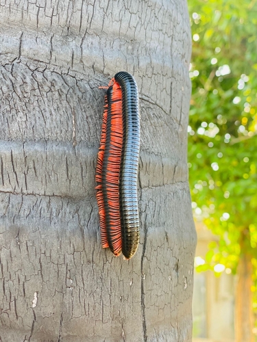 Red-legged Millipede