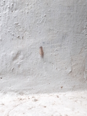 Lepidoptera