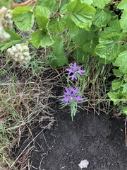Clarkia pulchella