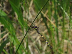 Cordulegaster bilineata