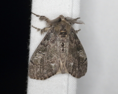 Dasychira vagans