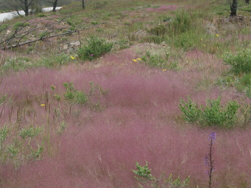 Anarrhinum longipedicellatum (Anarrhinum longipedicellatum)