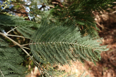 Acacia dealbata dealbata