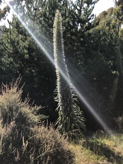 Echium pininana