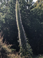 Echium pininana