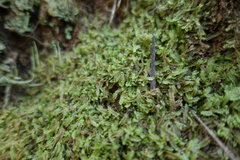 Lophocolea semiteres