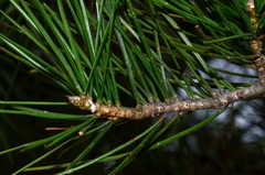 Pinus bungeana