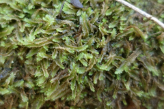 Lophocolea semiteres