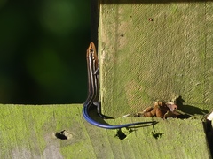 Plestiodon inexpectatus