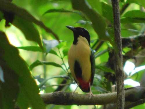 Ornate Pitta (Pitta concinna), photo 7