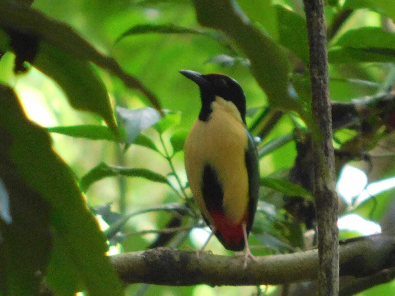 Ornate Pitta (Pitta concinna), photo 2