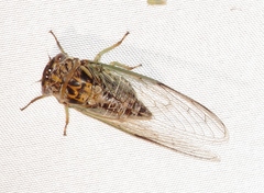 Diceroprocta vitripennis