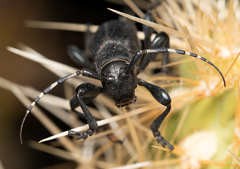 Moneilema semipunctatum