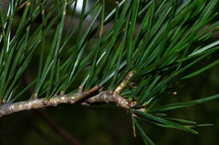 Pinus bungeana