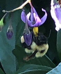 Bombus bimaculatus