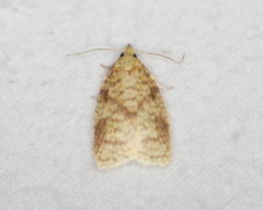 Sparganothis sulfureana