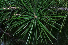 Pinus bungeana
