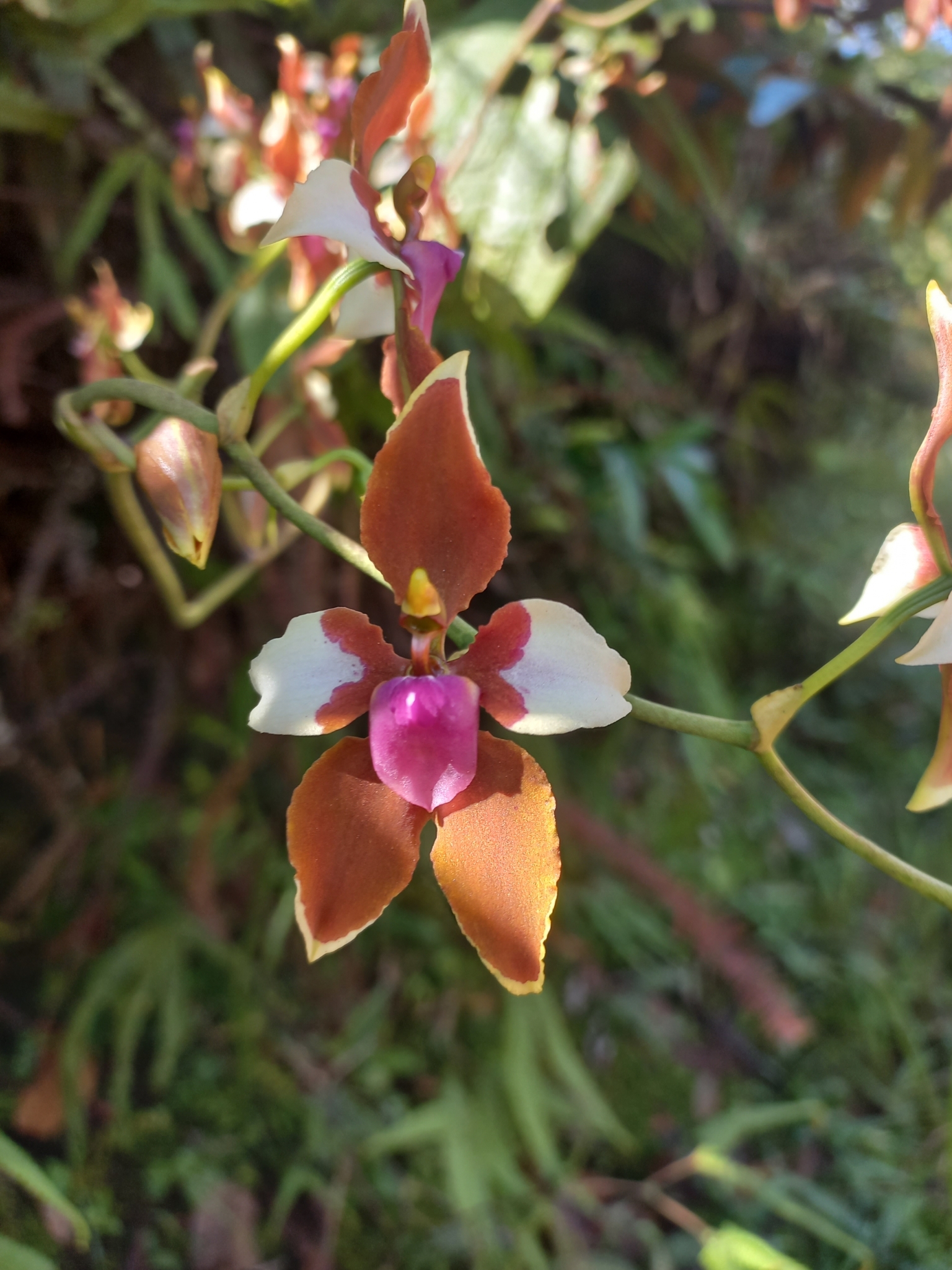 Cyrtochilum caquetanum P.Ortiz, L.E.Álvarez & A.J.Carrillo