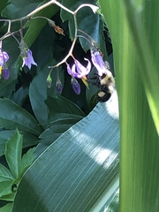 Bombus bimaculatus