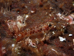 Cocos Triplefin photo 4