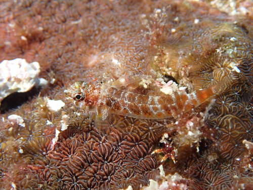 Cocos triplefin (Axoclinus cocoensis) — Tripterygiidae — 3