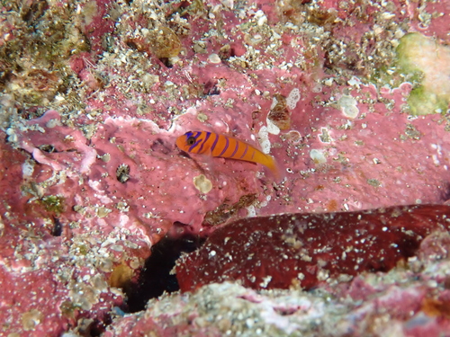 Cobalt goby (Lythrypnus cobalus) — Gobiidae — 5