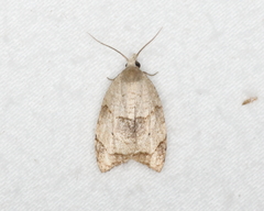 Coelostathma discopunctana