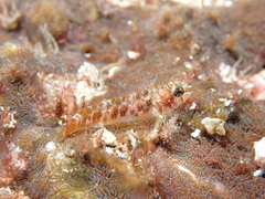 Cocos Triplefin photo 3