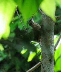Tapajos Scythebill photo 1
