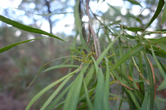 Acacia mucronata longifolia