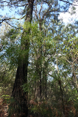 Acacia mucronata longifolia