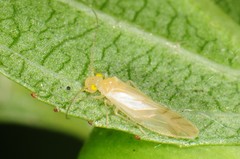 Xanthocaecilius sommermanae