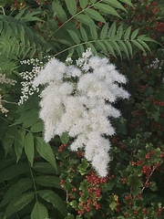 Sorbaria sorbifolia