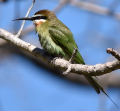 Merops superciliosus