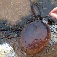 Pectinatella magnifica