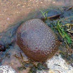 Pectinatella magnifica