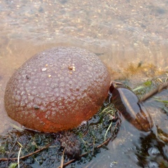 Pectinatella magnifica