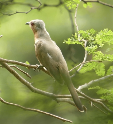 Dwarf Cuckoo (Coccycua pumila), photo 9